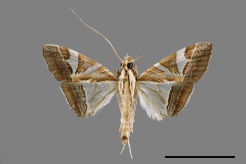 Glyphodes itysalis[00052613]