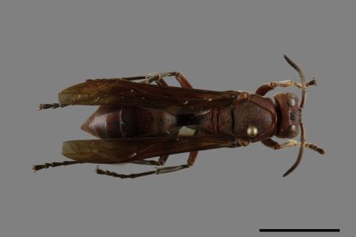 Polistes tenebricosus[赭褐長腳蜂][00119498]