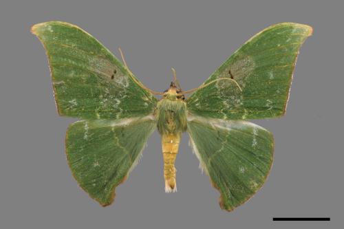 Tanaorhinus viridiluteatus[雙點鐮翅青尺蛾][00019850]