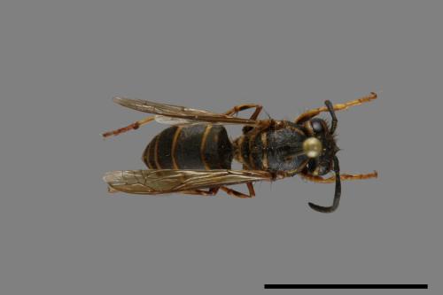 Vespula flaviceps[細黃胡蜂][00073277]