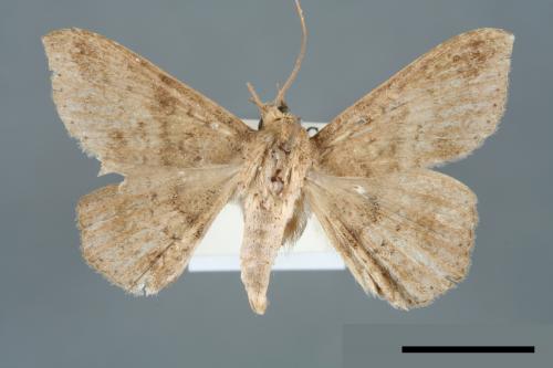 <已分類>Genus：Ericeia[00006400]