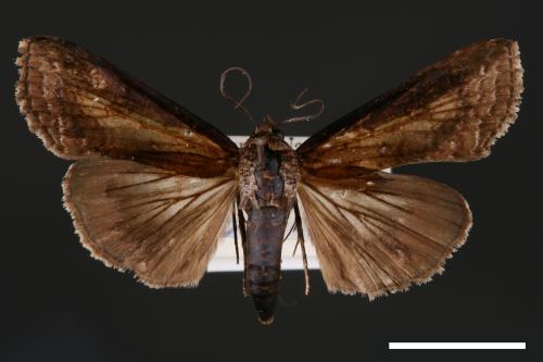 Lophoptera squammigera[暗裙脊蕊夜蛾][00003884]