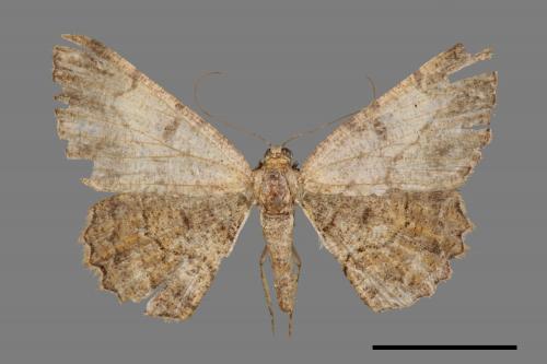 Psilalcis pulveraria[碎紋尺蛾][00045743]