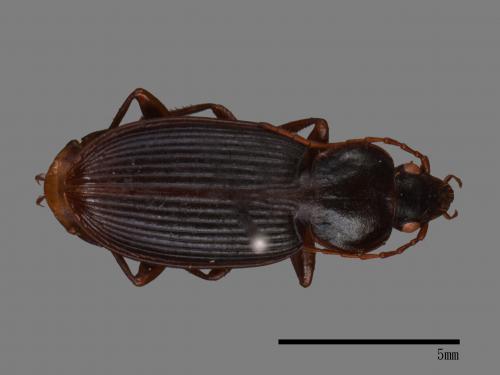 <已分類>Family：Carabidae[步行蟲科][00092667]
