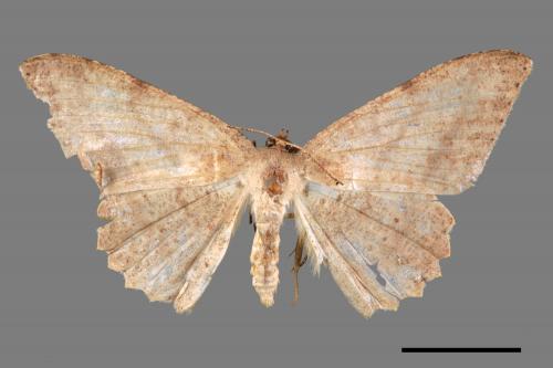 Luxiaria mitorrhaphes[雙斑鈎尺蛾][00044787]