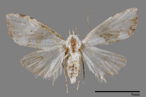 <已分類>Family：Noctuidae[夜蛾科][00011962]