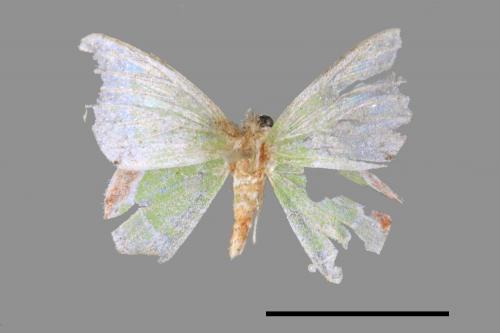 Comibaena biplagiata subornataris[白緣黑角綠尺蛾][00039923]