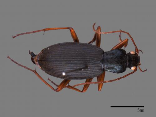 <已分類>Family：Carabidae[步行蟲科][00092661]