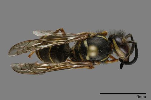 Vespula flaviceps[細黃胡蜂][00120588]