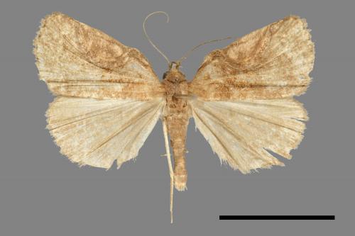 <已分類>Family：Noctuidae[夜蛾科][00011194]