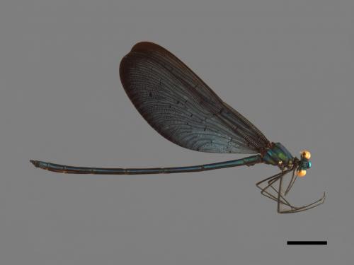 Matrona cyanoptera[白痣珈蟌][00103806]