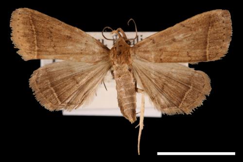 <已分類>Genus：Simplicia[00011489]