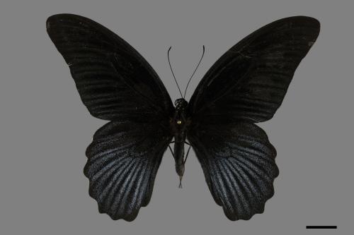 Papilio memnon heronus[大鳳蝶][00093810]