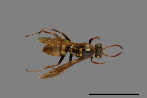 Polistes takasagonus[雙斑長腳蜂][00072653]