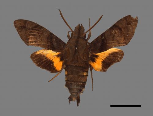 Macroglossum pyrrhosticta[黃斑長喙天蛾][00016503]