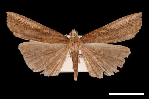 Hypena longipennis[00009657]