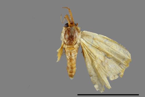 <已分類>Genus：Euproctis[00087475]