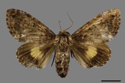 Trisuloides sericea[后夜蛾][00057154]