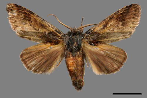 Pseudofentonia nigrofasciata[00055209]