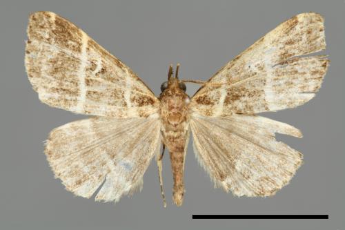 Bertula bisectalis[00010255]