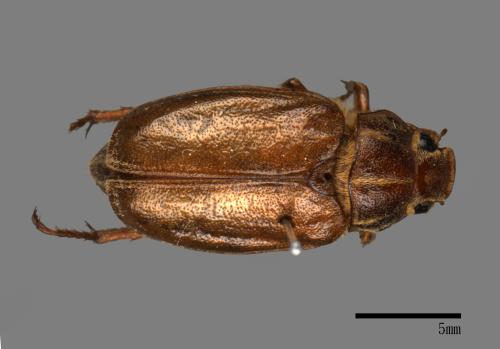 <已分類>Family：Scarabaeidae[金龜子科][00026202]
