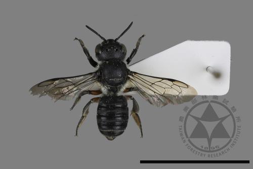 <已分類>Genus：Megachile[切葉蜂屬][00197133]