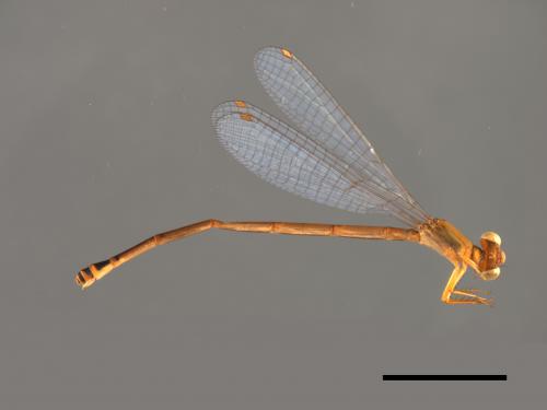 Ceriagrion auranticum ryukyuanum[紅腹細蟌][00104110]