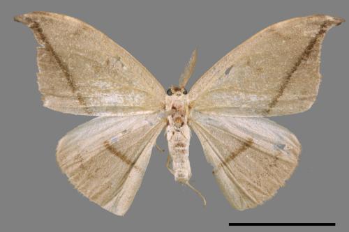 Albara reversaria opalescens[單帶鉤蛾][00057046]