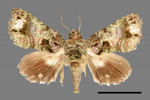Aedia perdicipennis[00007031]