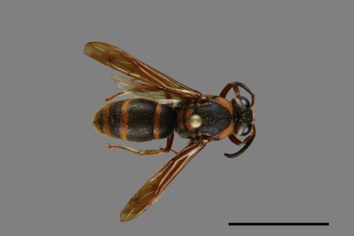 Anterhynchium flavomarginatum formosicola[黃緣蜾嬴][00073542]