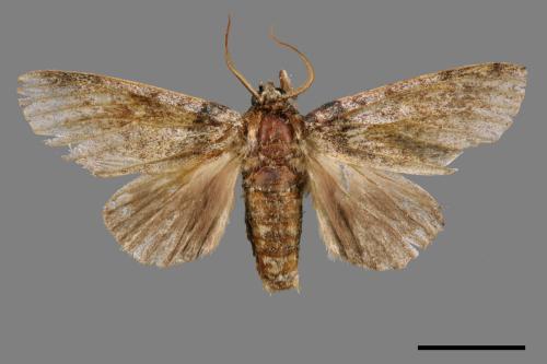 Pseudofentonia diluta variegata[迴舟蛾][00047040]