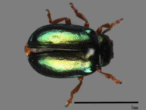 <已分類>Family：Chrysomelidae[金花蟲科][00081211]