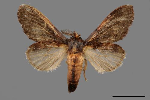 Vaneeckeia pallidifascia centrobrunnea[褐丸舟蛾][00056552]