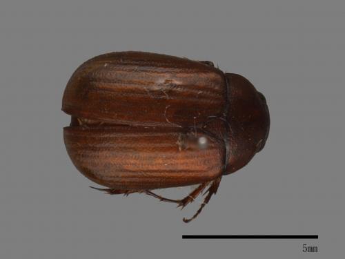 <已分類>Family：Scarabaeidae[金龜子科][00054114]