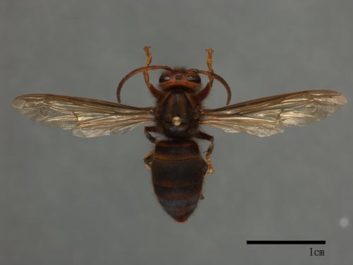 Vespa velutina[黃腳虎頭蜂][00091040]