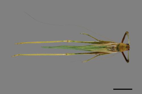<已分類>Order：Orthoptera[直翅目][00049456]