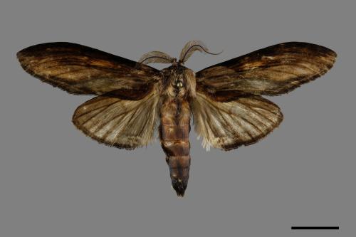 Rachia lineata[線峭舟蛾][00091781]