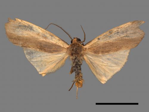 Agylla divisa[梯雙分華苔蛾][00044307]
