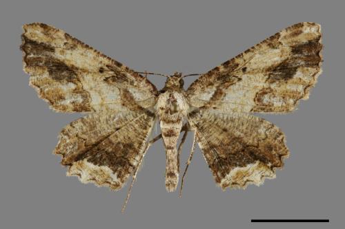 Menophra anaplagiata[茶褐耳尺蛾][00091849]