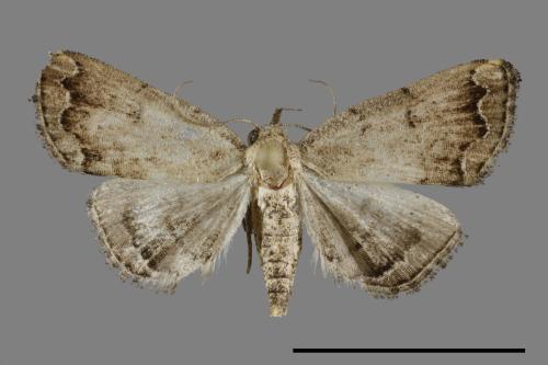 <已分類>Family：Noctuidae[夜蛾科][00092968]