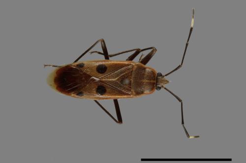 Physopelta quadriguttata[00040903]