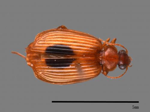 <已分類>Family：Carabidae[步行蟲科][00092577]