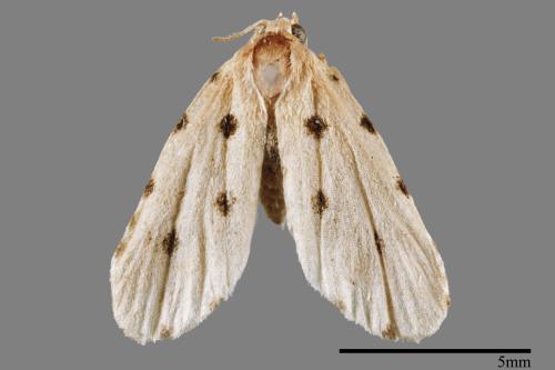 Metaemene atrigutta maculata[麗夜蛾][00009115]