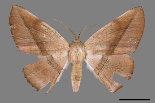 Sarcinodes yayeyamanus[一線沙尺蛾][00039960]