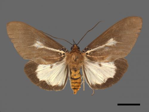 Asota heliconia zebrina[圓端擬燈蛾][00039608]