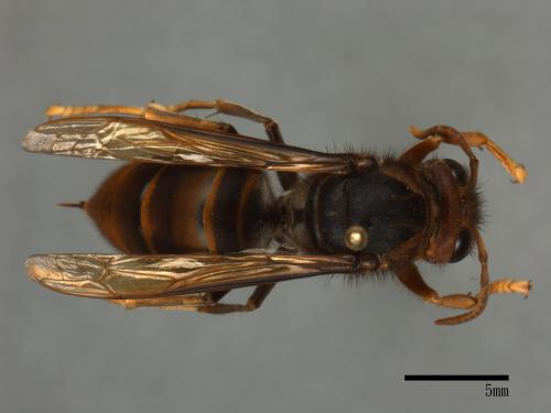 Vespa velutina[黃腳虎頭蜂][00096562]