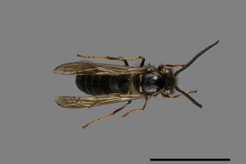 Vespula flaviceps[細黃胡蜂][00072942]