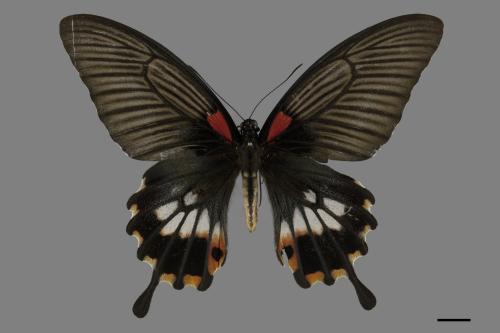 Papilio memnon heronus[大鳳蝶][00101377]