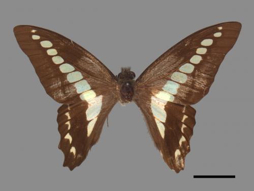 Graphium sarpedon connectens[青帶鳳蝶][00013866]