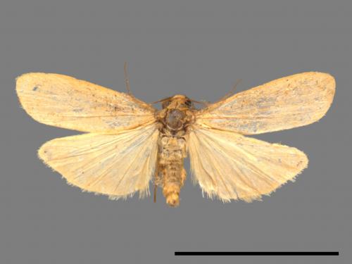 Tigrioides immaculatus[黃苔蛾][00047293]